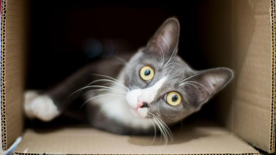 75bb84fca2af8c52d5ff124ba9572ea0