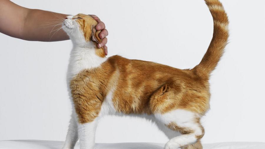 dc2dd33064332bd25aaedea744003da0