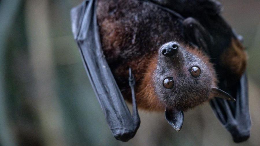 Женщина вынуждена разделить свой дом с сотнями летучих мышей 1 30ab9f68981e276d13bb94969f9d33e7