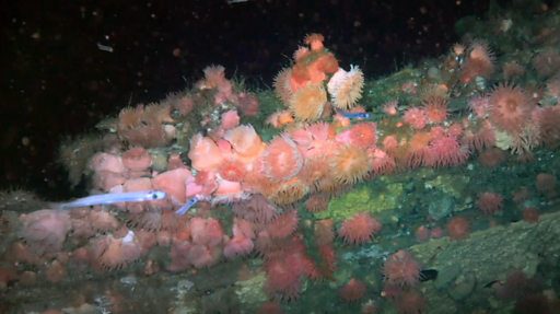 «Обреченная экспедиция». Корабль поездок с Котта на южный полюс посмотрел на дно океана 2 f8ad42525c91d13ebee7d3be97120a14