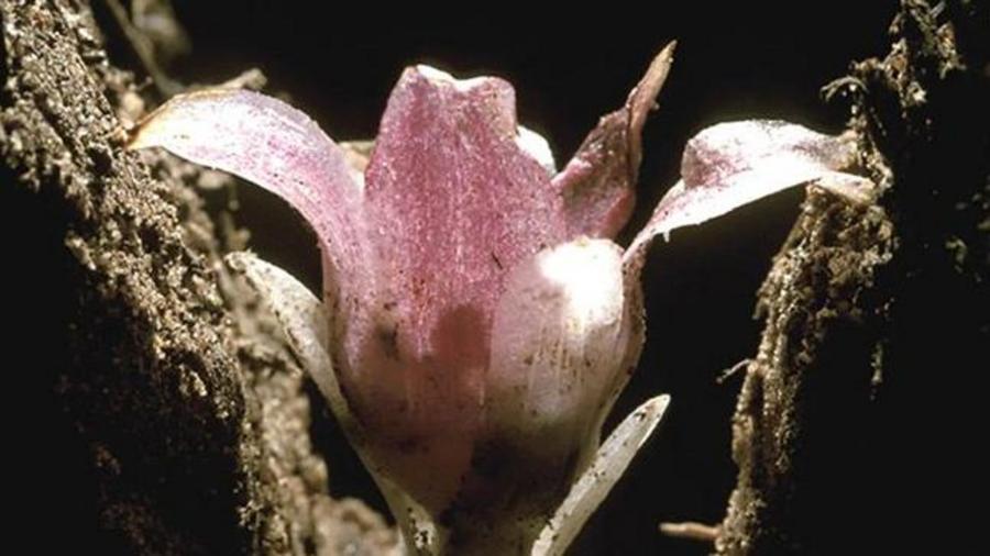 903ff798ab8adc0dc2481c7c2977f513