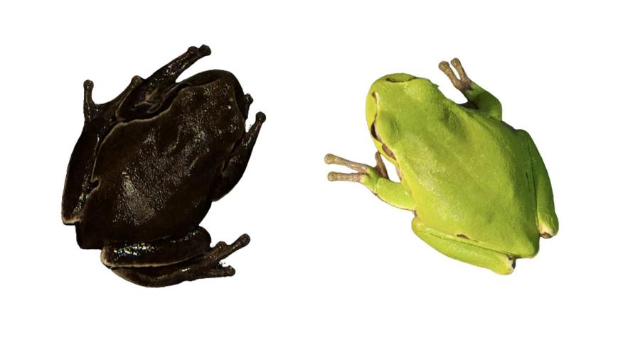 Загадочная чернобыльская плесень, которая «питается» радиацией: как ее можно использовать 3 15cb39db1bb52e87e64fbd18843df214