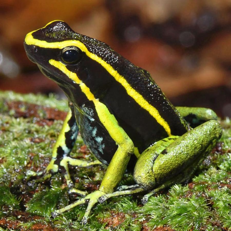 Животные, которые могут обмануть смерть: как они это делают 2 864d7943a2a0df970176f06e5a555bcc