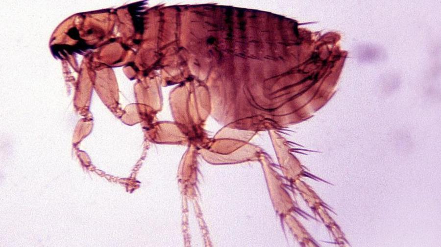 Ученые выяснили, что именно привело к страшной эпидемии чумы в Европе 3 ab5d2c878ca55ada0388e84cd555c367