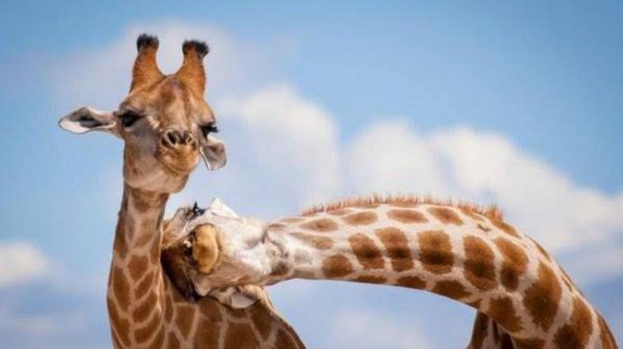 Кто главные любовники на Земле? Новое исследование удивляет 1 ea8475c94b03b401e9ef449c00b4e411