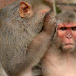 Ученые считают, что обезьяны могут разговаривать, как люди