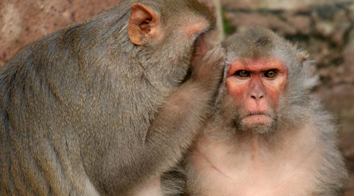 Ученые считают, что обезьяны могут разговаривать, как люди
