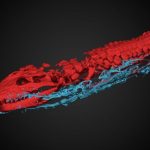 В музее Нидерландов находка внутри мумии крокодила повергла ученых в шок