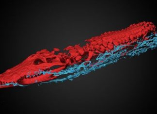 В музее Нидерландов находка внутри мумии крокодила повергла ученых в шок
