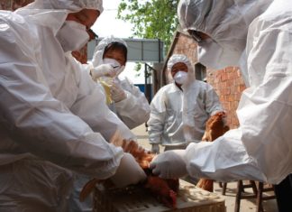 Птичий грипп в Китае: город Сучжоу прекращает торговлю живой домашней птицей