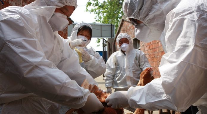 Птичий грипп в Китае: город Сучжоу прекращает торговлю живой домашней птицей