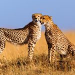 Гепарды оказались под угрозой исчезновения