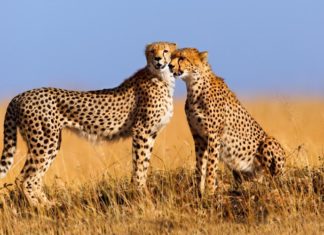 Гепарды оказались под угрозой исчезновения