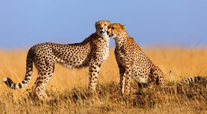 Гепарды оказались под угрозой исчезновения
