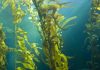 Заросли арктических бурых водорослей спасают океаны