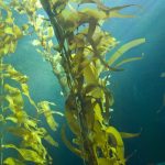 Заросли арктических бурых водорослей спасают океаны