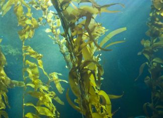Заросли арктических бурых водорослей спасают океаны