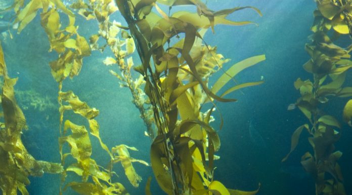 Заросли арктических бурых водорослей спасают океаны