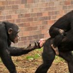 Шимпанзе смотрят друг другу на «пятую точку», как люди смотрят на лица