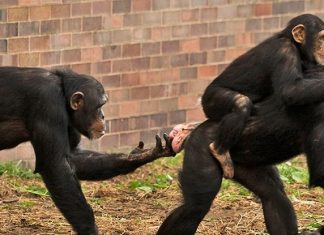 Шимпанзе смотрят друг другу на «пятую точку», как люди смотрят на лица