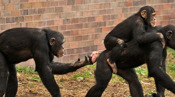 Шимпанзе смотрят друг другу на «пятую точку», как люди смотрят на лица