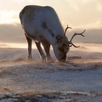 Размеры северных оленей становятся меньше из-за изменения климата