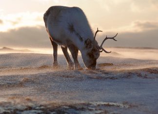 Размеры северных оленей становятся меньше из-за изменения климата