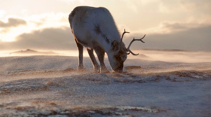 Размеры северных оленей становятся меньше из-за изменения климата
