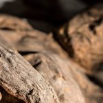 Вирус, найденный в мумии ребенка, может вызвать новую вспышку смертельной оспы