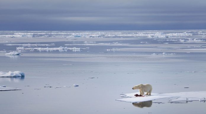 Волна потепления в Арктике может побить все рекорды