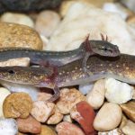 Для некоторых саламандр поиск партнера является марафоном