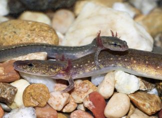 Для некоторых саламандр поиск партнера является марафоном