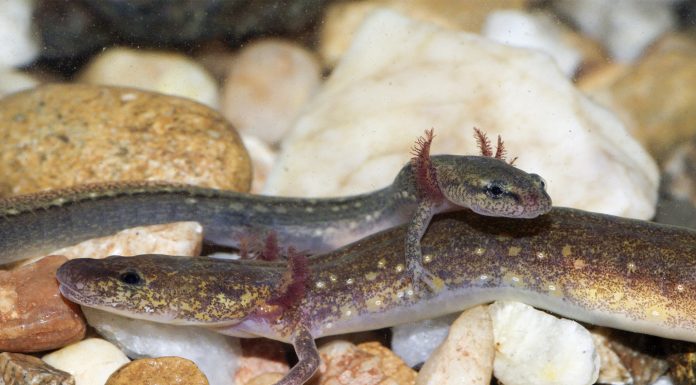 Для некоторых саламандр поиск партнера является марафоном