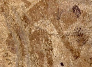 Древние гончарные изделия являются старейшим свидетельством того, что люди питались растениями