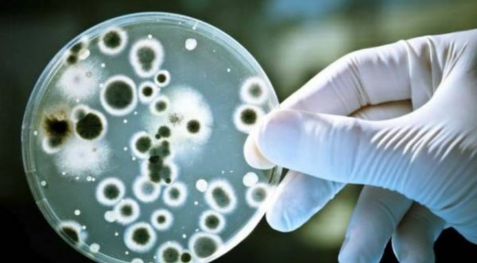 Найдена бактерия, которую «не берет» большинство антибиотиков