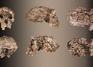 Ошибка в ДНК — причина эволюции человеческого мозга