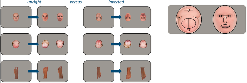 Шимпанзе смотрят друг другу на «пятую точку», как люди смотрят на лица 1 K85lrlz