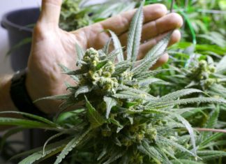 Учёные выяснили как на самом деле влияет марихуана на здоровье