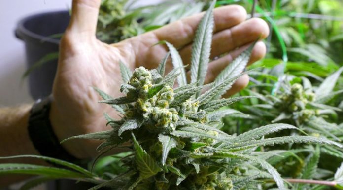 Учёные выяснили как на самом деле влияет марихуана на здоровье