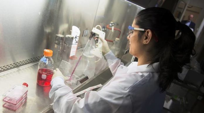 Впервые определены ключевые белки, делающие вирус Зика смертельно опасным