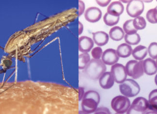 Возбудитель малярии делает кровь зараженного хозяина привлекательнее для комаров