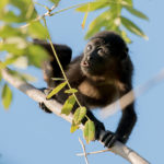 Обезьяны-ревуны обязаны своим цветным зрением окраске листьев