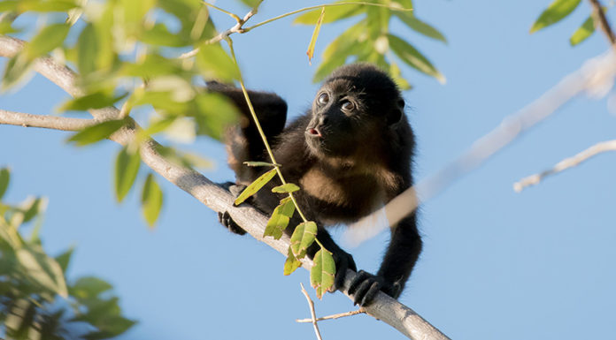 Обезьяны-ревуны обязаны своим цветным зрением окраске листьев