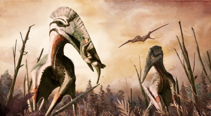 Крылатые хищники древней Трансильвании могли сожрать любого динозавра
