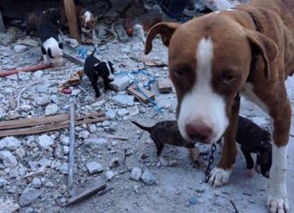 В мире животных: страшное «детство» способствует продолжительности жизни