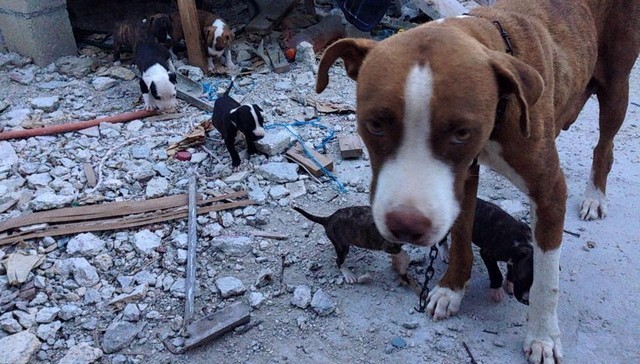 В мире животных: страшное «детство» способствует продолжительности жизни