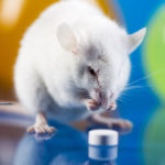 Мыши доказали связь между алкоголизмом и рационом питания матери алкоголика