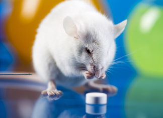 Мыши доказали связь между алкоголизмом и рационом питания матери алкоголика