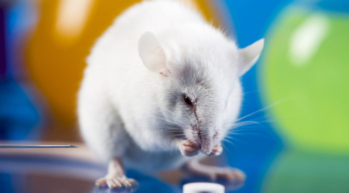 Мыши доказали связь между алкоголизмом и рационом питания матери алкоголика