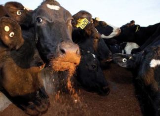 Раздача кормов: современный подход